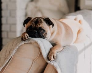 bored pug home alone in apartment laying on couch with blanket