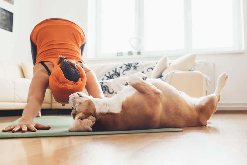 Eu sempre estarei perto de você.  Cachorro Beagle deitado no tapete de ioga quando o dono faz exercícios de ioga