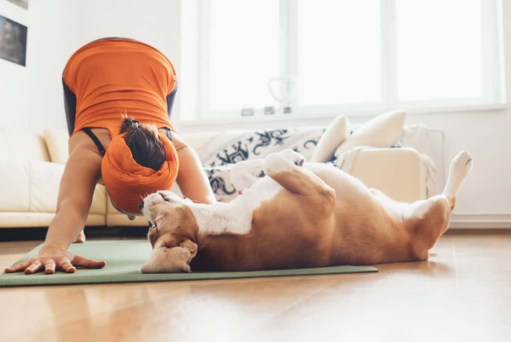 how can i exercise my dog if i live in an apartment