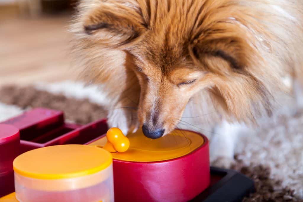 cão pastor das shetland com brinquedos interativos para cães para deixar o cão sozinho em casa e mantê-lo ocupado