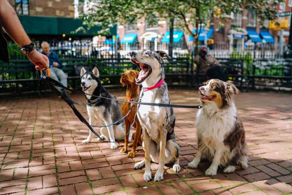 passeador de cães com um grupo de cães na coleira no parque husky border collie great dane vizsla