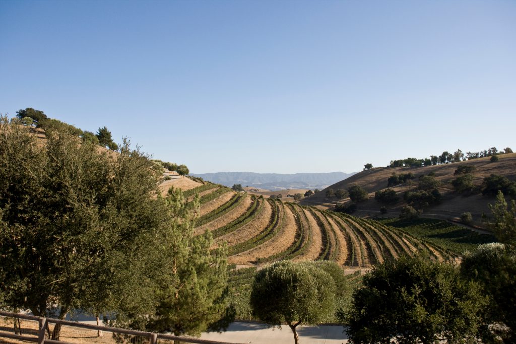 Vinyard built into a hill in the Santa Ynez Valley, CA.