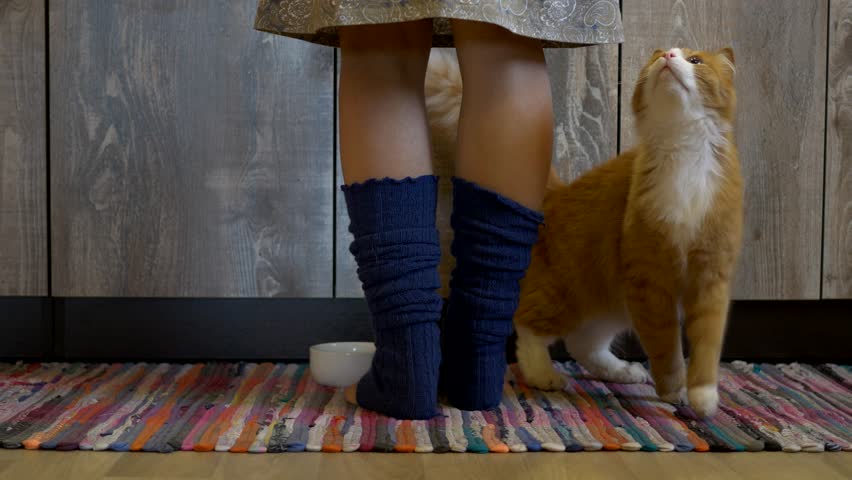 orange cat on rug in front of cupboards looking up at human wearing skirt and socks