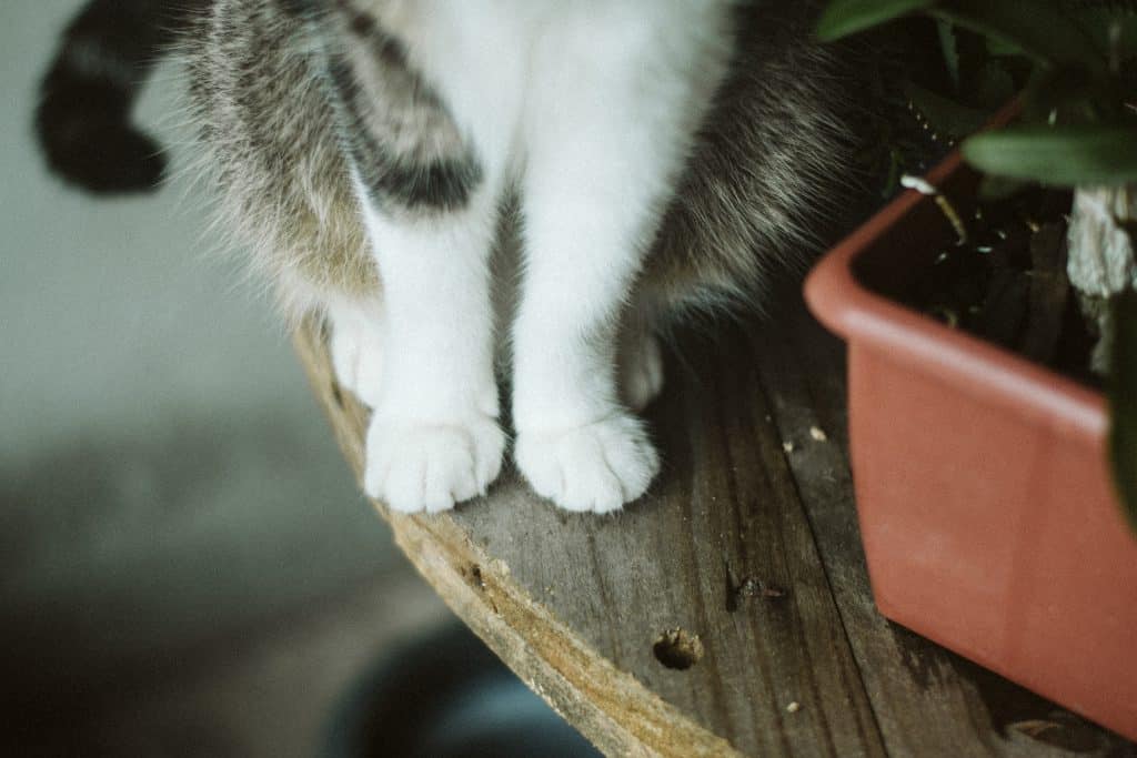 cat feet next to planter box on round wood tabel