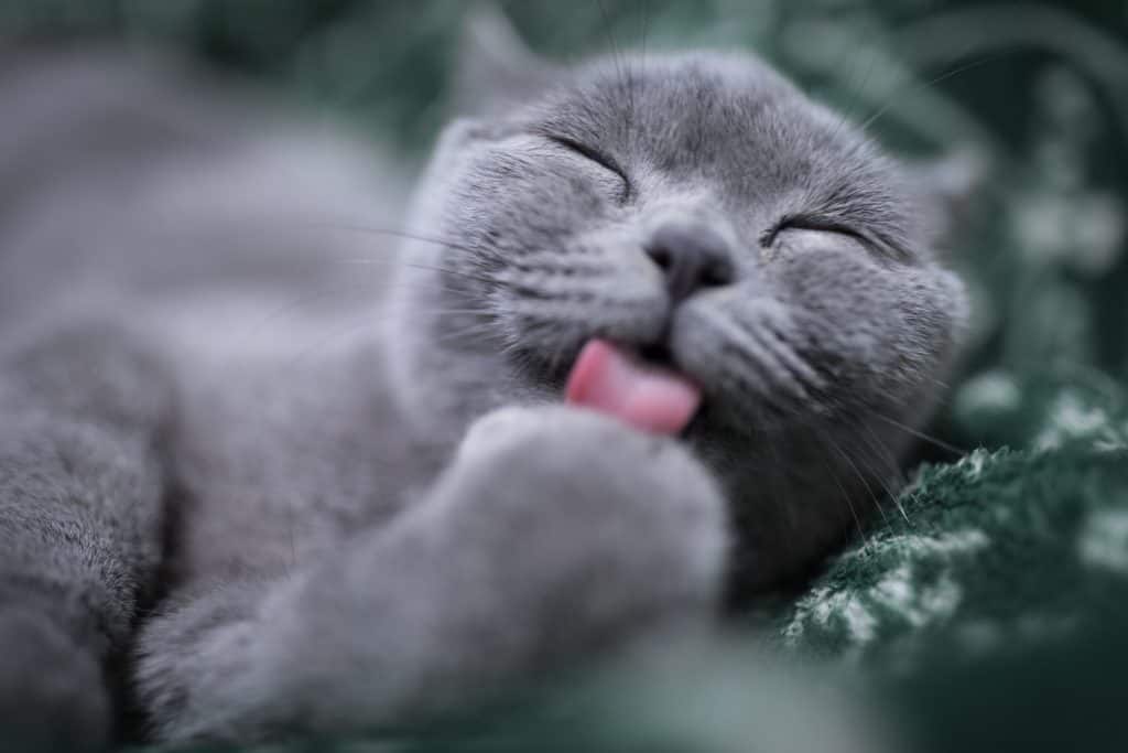gray short hair cat with eyes closed licking paw