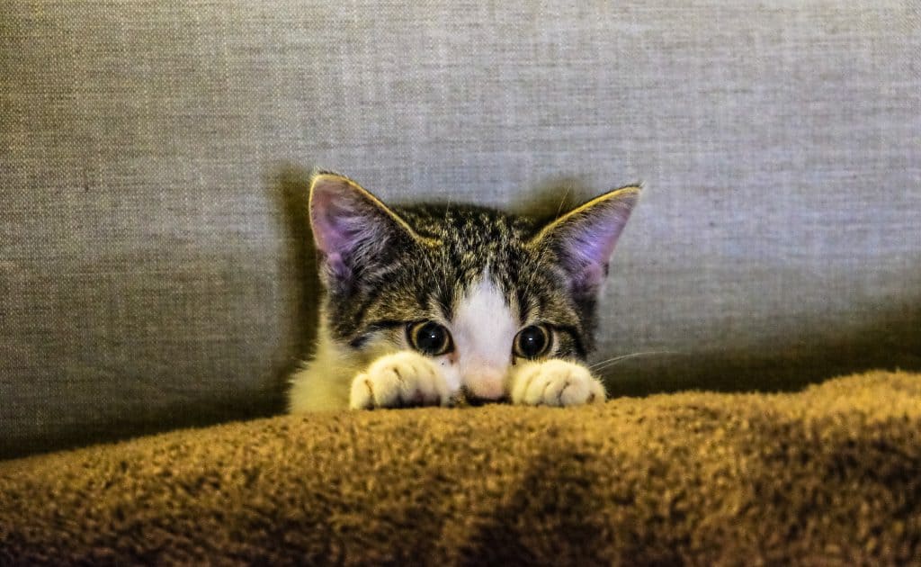 cat sitting up peeking from blanket pulled up to chin