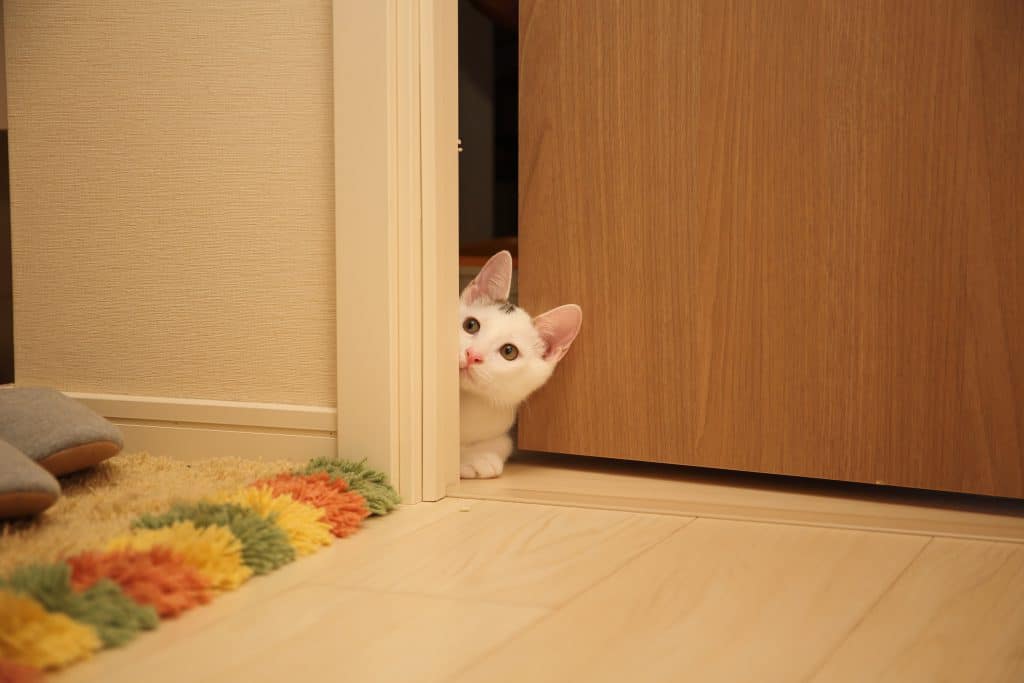 cat peeking into bathroom cracked door persons feet on rug