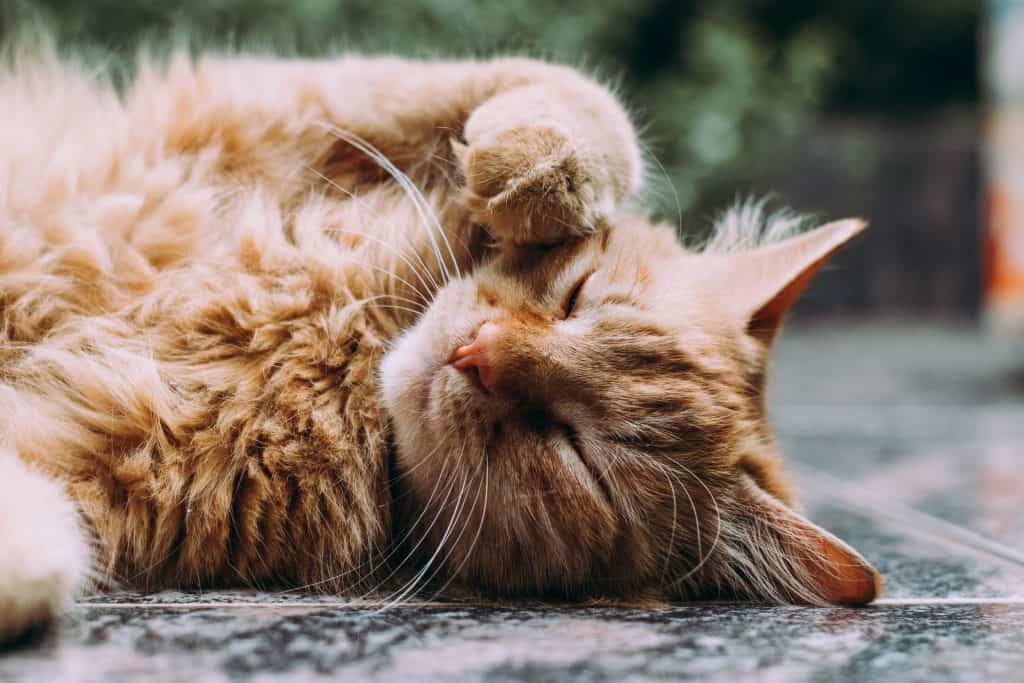 orange tabby cat laying down with paw on face