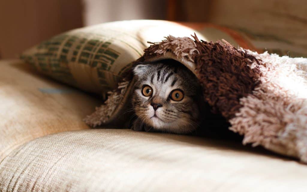 gray cat with yellow eyes peeking out from under blanket pillow